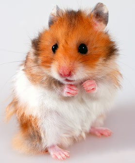 hamster